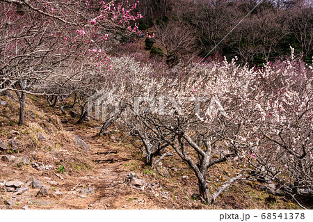 （神奈川県）湯河原梅林　梅の宴（梅まつり） 68541378