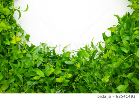 アスパラガス　スマイラックス 68541493