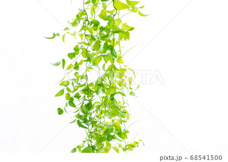 アスパラガス　スマイラックス 68541500