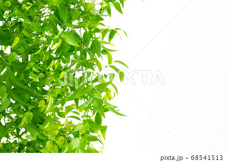 アスパラガス　スマイラックス 68541513