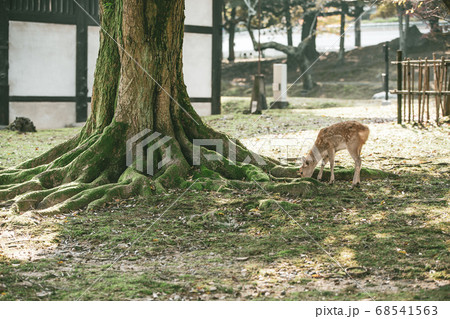 奈良公園の鹿 奈良公園の鹿 68541563