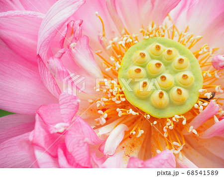 八重の蓮の花と花托の写真素材