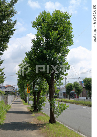 街路樹(ナンキンハゼ) 街路樹(ナンキンハゼ) 68541680