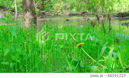 A field of yellow dandelions that sway in the 68541727
