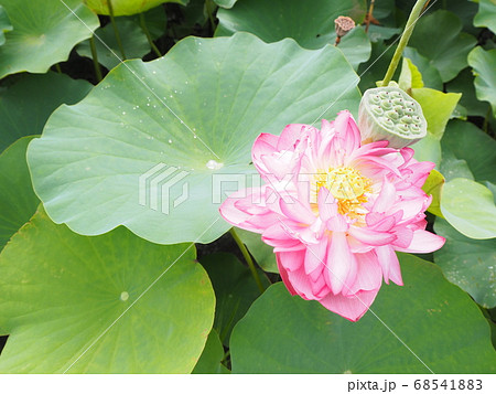 満開の八重の蓮の花と果托 満開の八重の蓮の花と果托 68541883