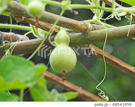 つる性植物の瓢箪はくびれがユニークな縁起物 68541956