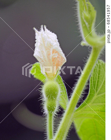 花の下に付いた白い産毛の瓢箪の赤ちゃんの写真素材