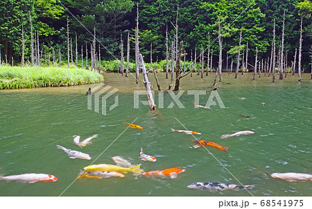 下関市豊田町の人気スポット水没林と鯉が神秘的な一の俣桜公園 68541975