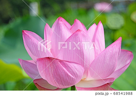 ピンクの大輪蓮の花は幻想的な夏の花の写真素材