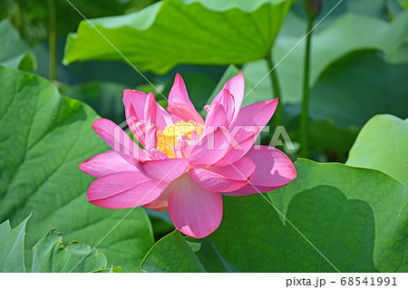 夏の水辺に咲くピンクの蓮の花一輪の写真素材