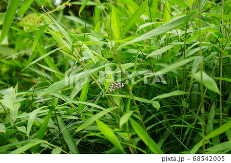 ささやぶにとまるチョウ 68542005