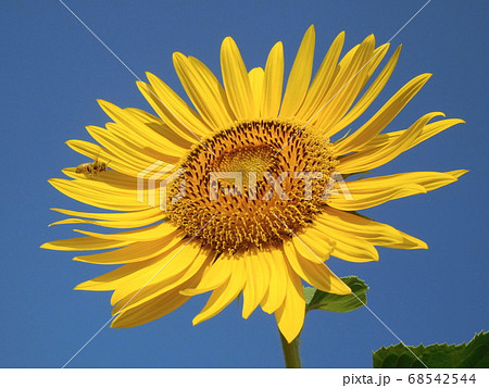 ヒマワリの花　一輪 68542544
