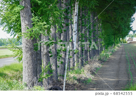 北海道 十勝 防風林の並木 68542555