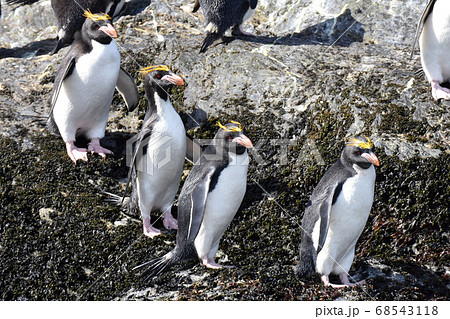 マカロニペンギン（サウスジョージア島） 68543118