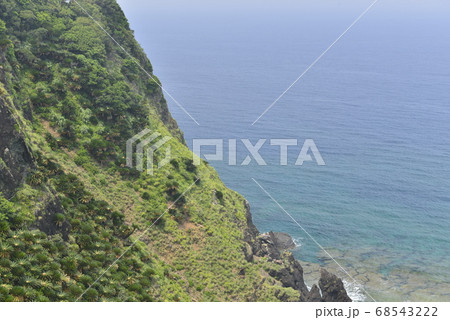 【鹿児島県　奄美大島】大金久ふれあいパークの珊瑚礁とソテツの群生 68543222