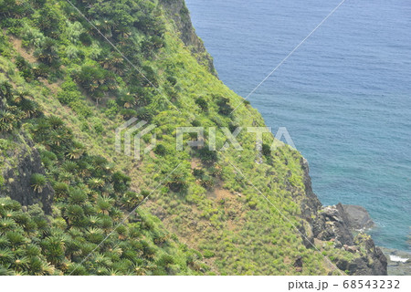 【鹿児島県 奄美大島】大金久ふれあいパークの珊瑚礁とソテツの群生 【鹿児島県 奄美大島】大金久ふれあいパークの珊瑚礁とソテツの群生 68543232
