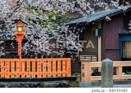 春の京都市東山祇園白川の桜を撮影 春の京都市東山祇園白川の桜を撮影 68543482