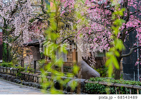 春の京都市東山祇園白川の桜を撮影 春の京都市東山祇園白川の桜を撮影 68543489
