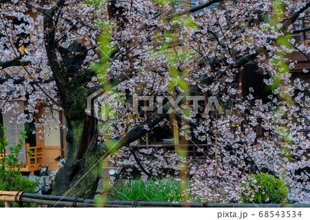 春の京都市東山祇園白川の桜を撮影 春の京都市東山祇園白川の桜を撮影 68543534