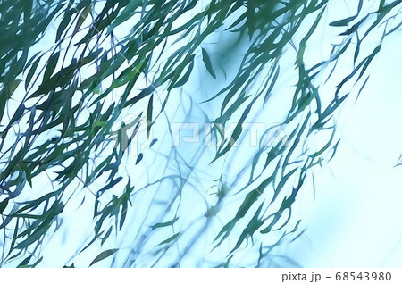 風になびく柳の枝と葉 68543980