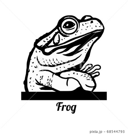 Haughty Frog - Funny Frog peeking out - face head isolated on white Haughty Frog - Funny Frog peeking out - face head isolated on white 68544793