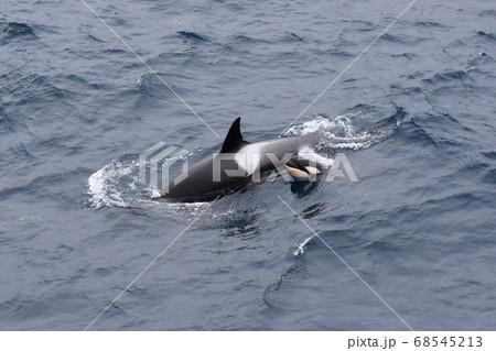 シャチ(南極圏付近) シャチ(南極圏付近) 68545213