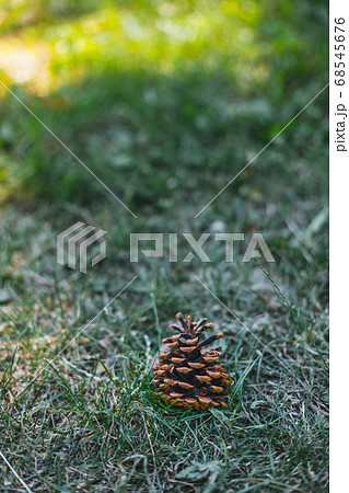Fir cone on on green grass in the forest Fir cone on on green grass in the forest 68545676