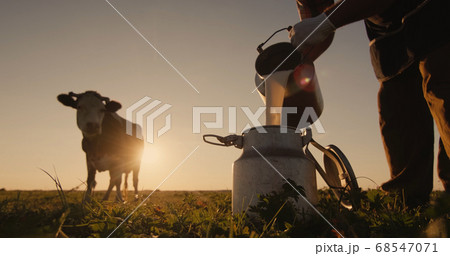 Farmer pours milk into can at sunset, in the background of a meadow with a cow Farmer pours milk into can at sunset, in the background of a meadow with a cow 68547071