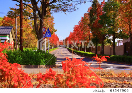 桂坂の紅葉　モミジバフウ並木（京都市西京区） 68547906