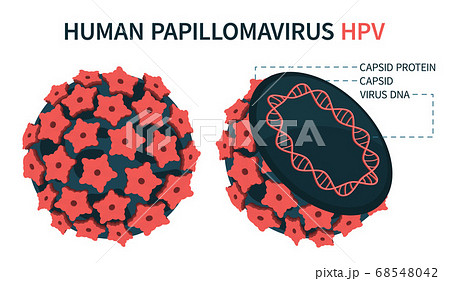 An enlarged schematic structure of papilloma virus An enlarged schematic structure of papilloma virus 68548042