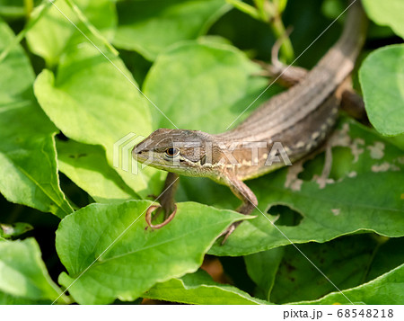カナヘビの写真素材