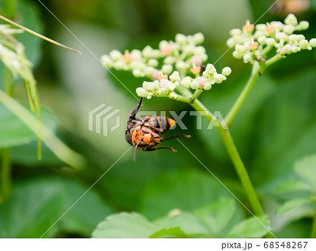 コガタスズメバチ 68548267