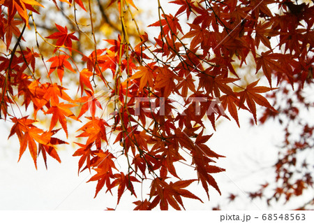 カラー 紅葉 植物 秋 公園 (2020年8月登録) 最大サイズ:M カラー 紅葉 植物 秋 公園 (2020年8月登録) 最大サイズ:M 68548563