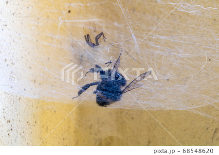 A bumblebee trapped in a spider network. A bumblebee trapped in a spider network. 68548620