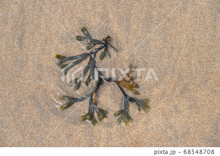 Fucus is a genus of brown algae found in the intertidal zones of rocky seashores almost throughout the world Fucus is a genus of brown algae found in the intertidal zones of rocky seashores almost throughout the world 68548708