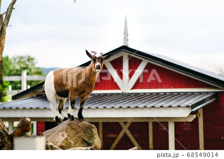 Goat standing on rock on countryside red and white farm building, summer day. Goat standing on rock on countryside red and white farm building, summer day. 68549014