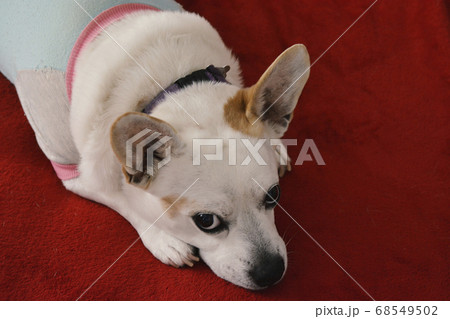 Serious Dog Looking At You While Laying on a Red Couch. Serious Dog Looking At You While Laying on a Red Couch. 68549502