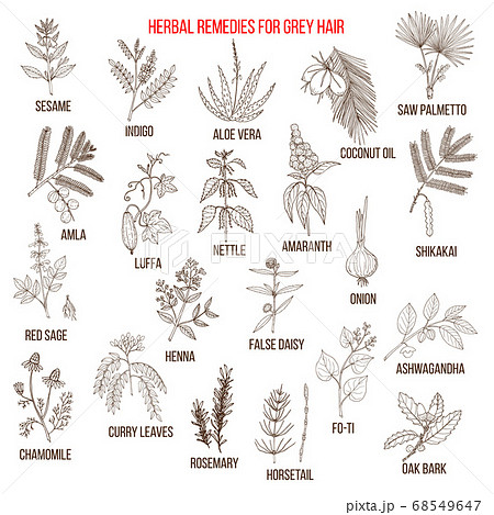 Best herbal remedies for gray hair. - Stock Illustration [68549647] - PIXTA