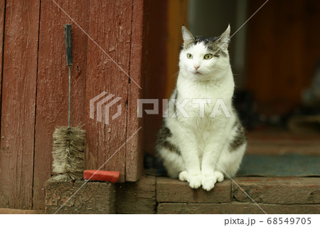 country cute cat outdoor close up photo sit on the house porch country cute cat outdoor close up photo sit on the house porch 68549705