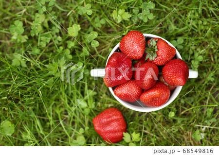 strawberry in bowl close up photo on green grass background 68549816