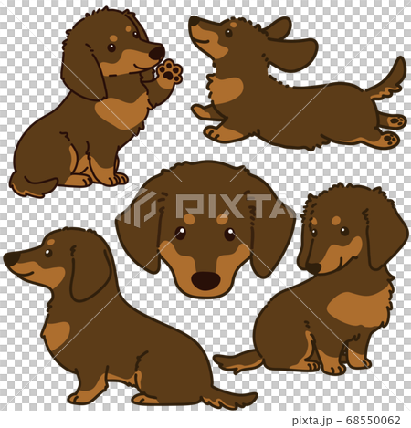 チョコレートタンのミニチュアダックスフンド　ポーズセット 主線あり 68550062