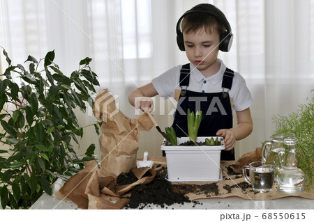 The boy is engaged of hyacinths, adds ground 68550615