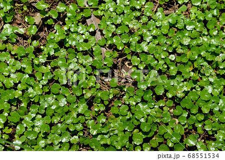 昔からの教え 68551534