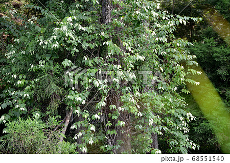 マタタビの白化現象 68551540