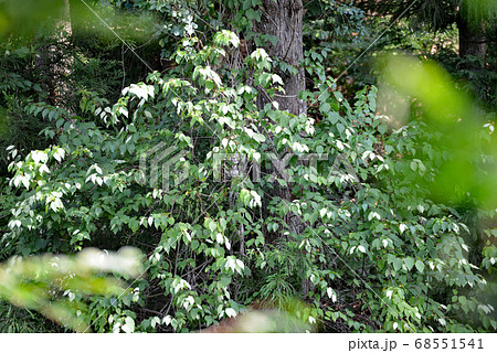 マタタビの白化現象 68551541