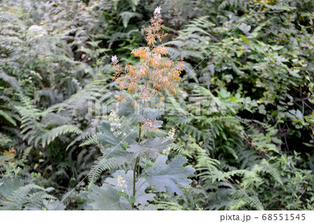 夏の林道の風景 68551545