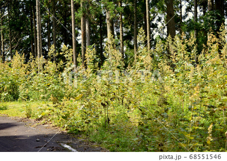 夏の林道の風景 夏の林道の風景 68551546