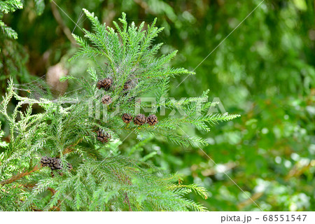 杉のはと杉の実 杉のはと杉の実 68551547