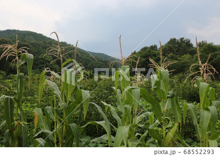 植物 夏 俗離山 68552293