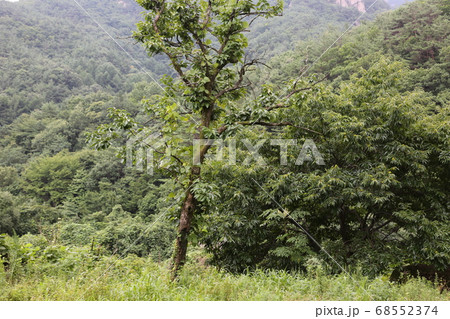 夏 俗離山 安東 68552374